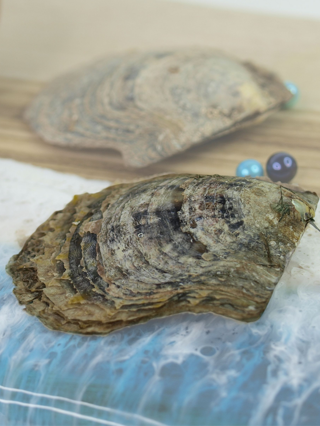 Island Pearl Oyster (Blue Pearl Mixed In)