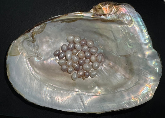 Jumbo Pearl Oyster