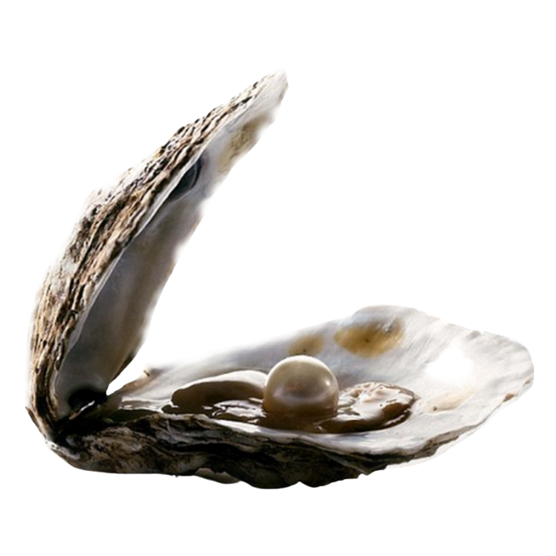 PREMIUM Pearl Oyster