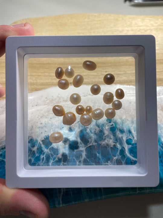 Jumbo Pearl Oyster